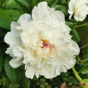 Meet your Posher, Alyssia